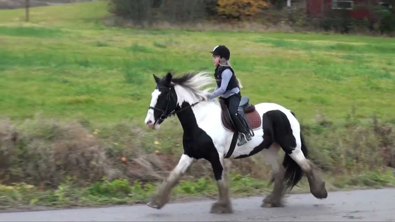 Girl on Irish Cob Ian is horse riding in terrain