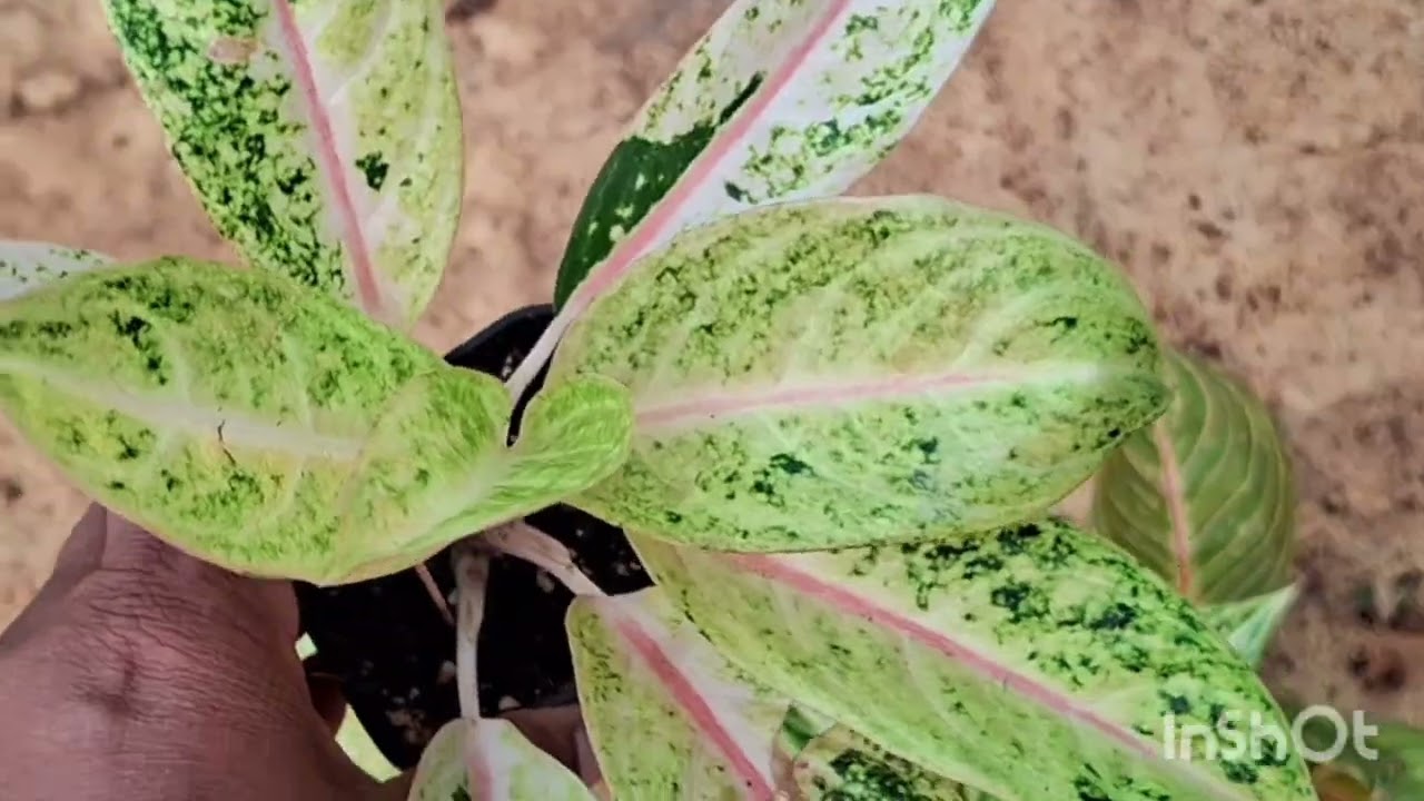 Tailand aglonema sale video   9656868918 # garden# plants