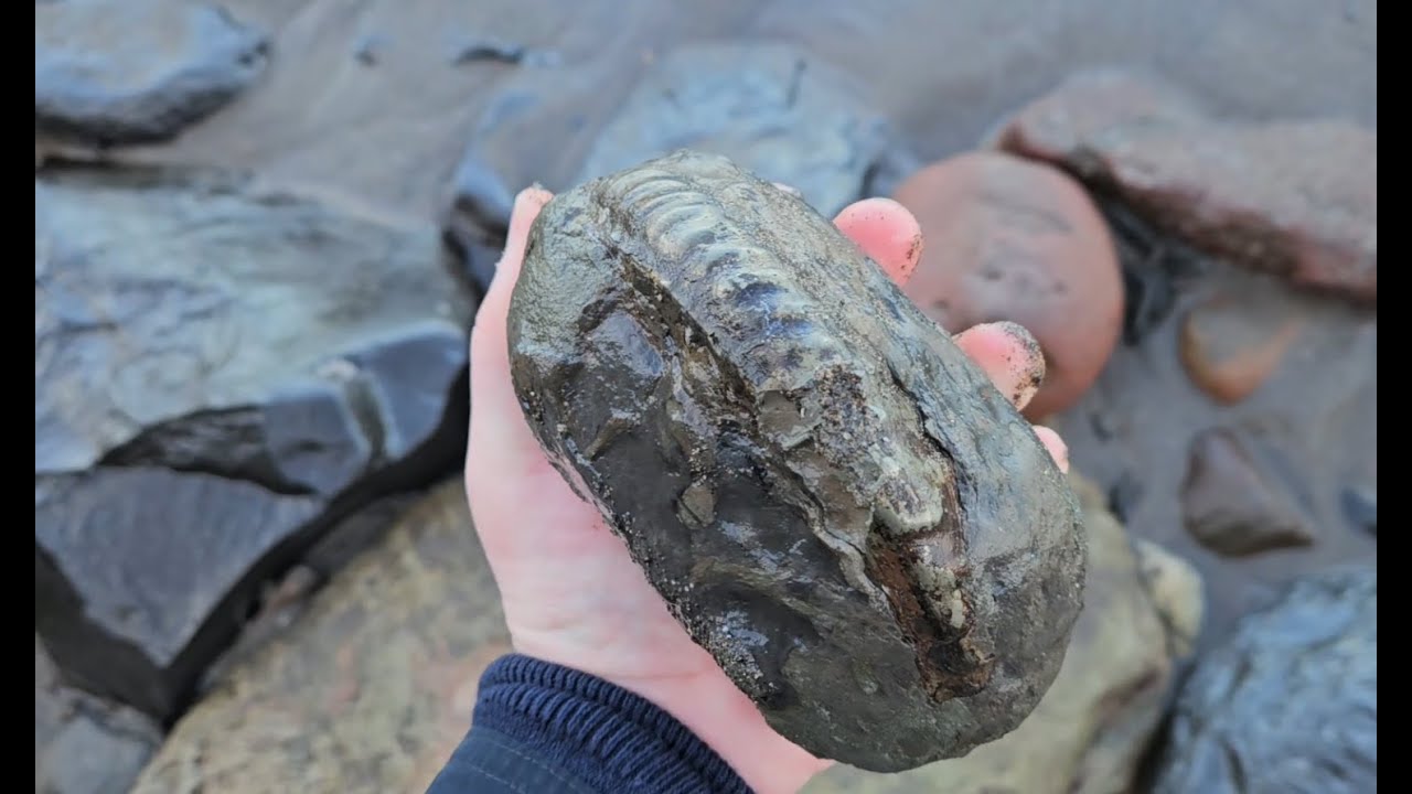 Lots of #fossils to be found at Saltwick Bay 08/01/26