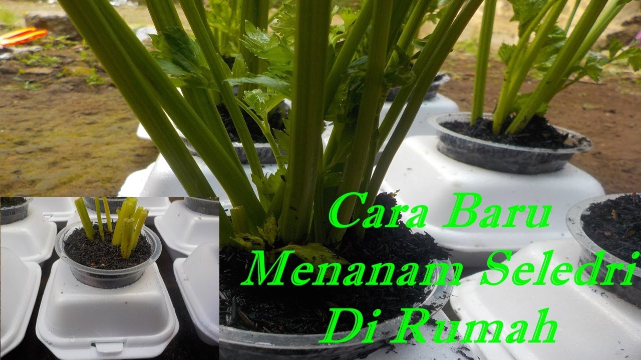 Cara menanam seledri sisa dapur dari batang agar cepat tumbuh dan tidak busuk