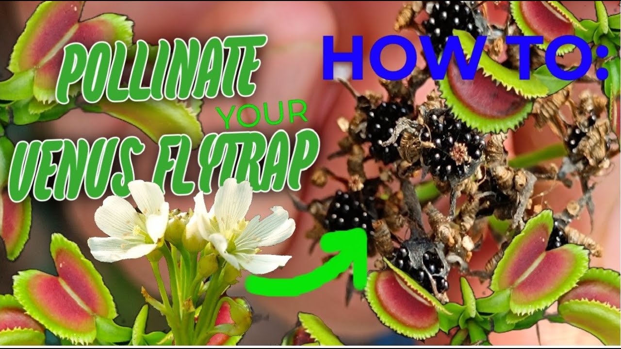 How to pollinate a Venus Flytrap