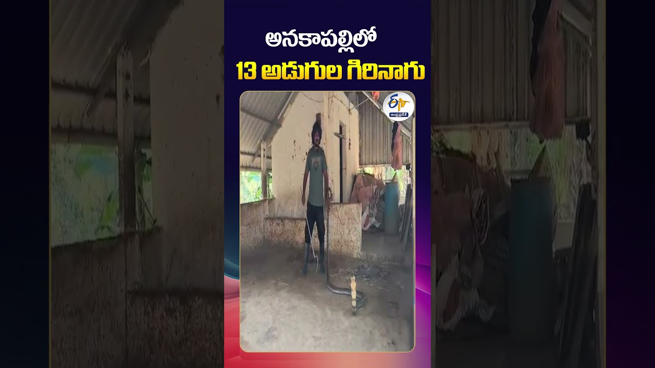 13 Foot King Cobra Caught in Anakapalli