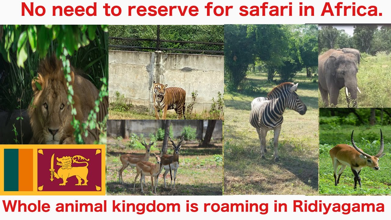 Must visit place you are in Sri Lanka | Hambantota | Ridiyagama Safari Park