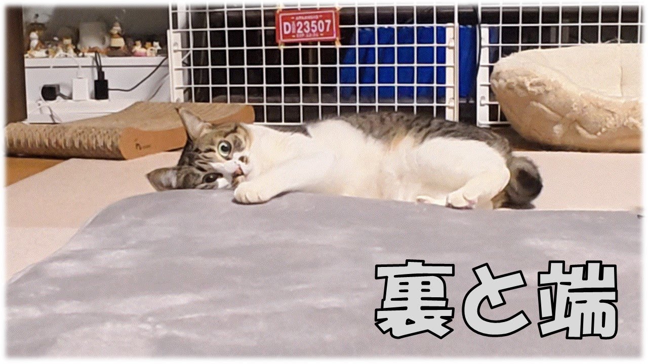 猫、カーペットの裏と端が好き