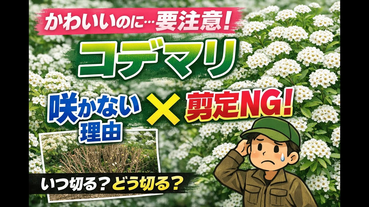 コデマリ（小手毬）　#樹木 #春の花