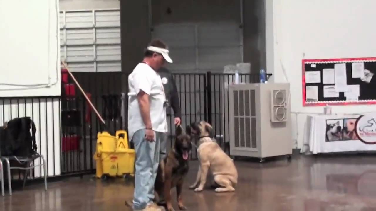 Fastest dog training method