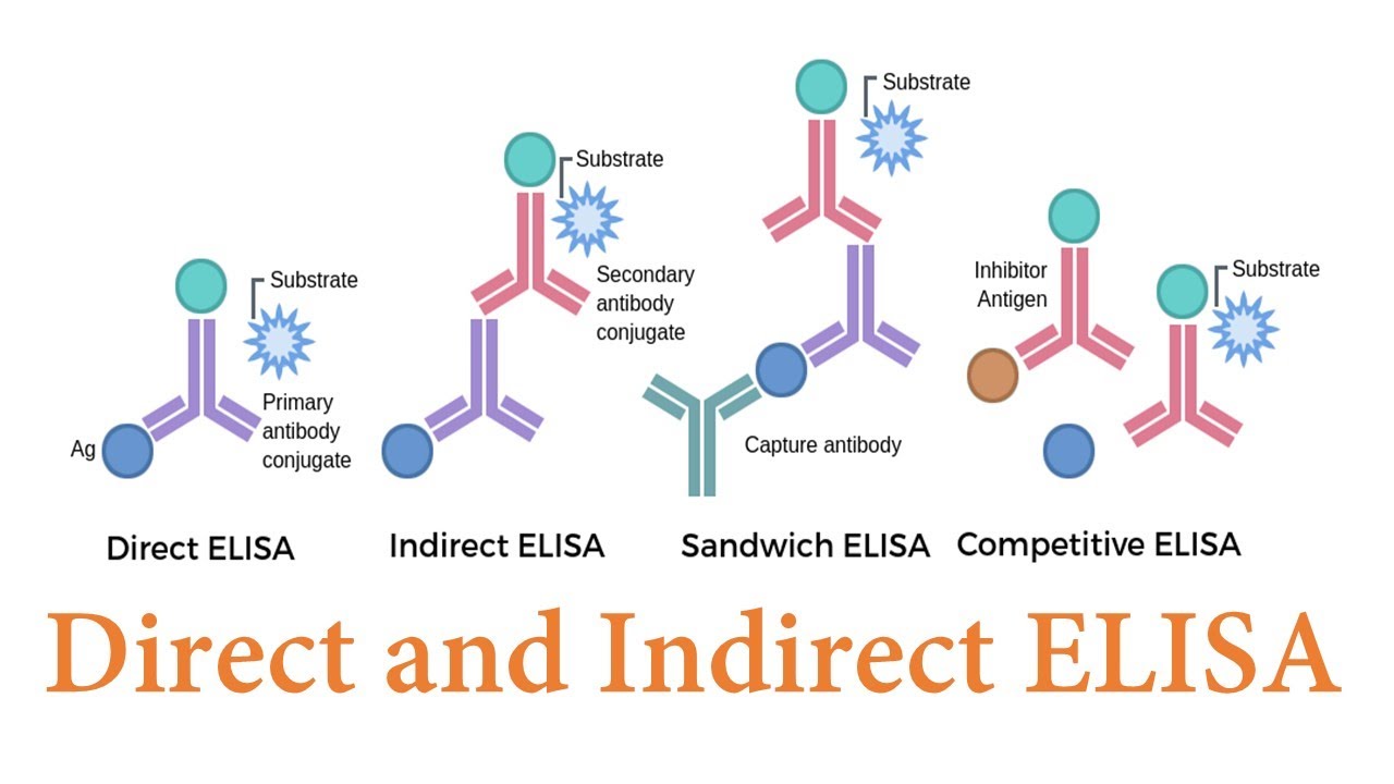 What’s the Difference Between Direct & Indirect ELISA? | Complete Guide (Part 1)