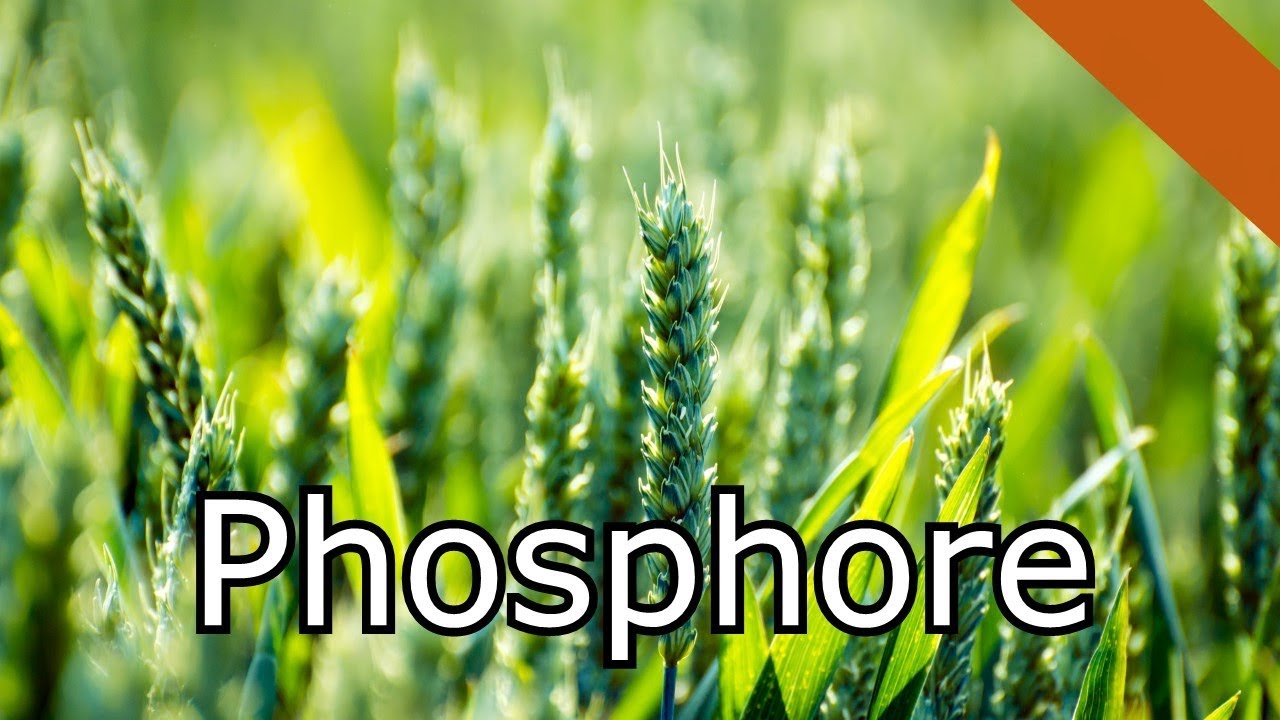 Le Phosphore MaP#27