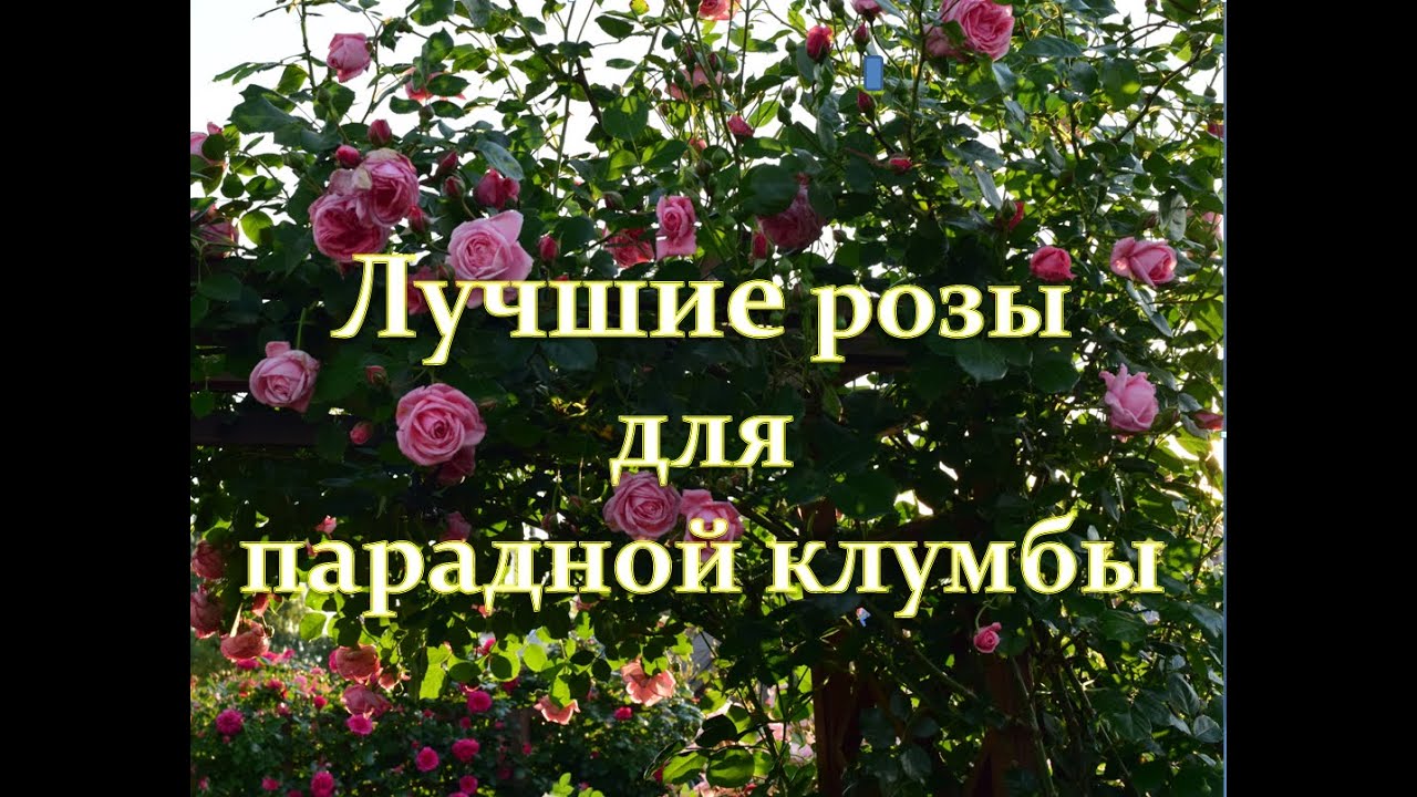 Лучшие розы для парадной клумбы.