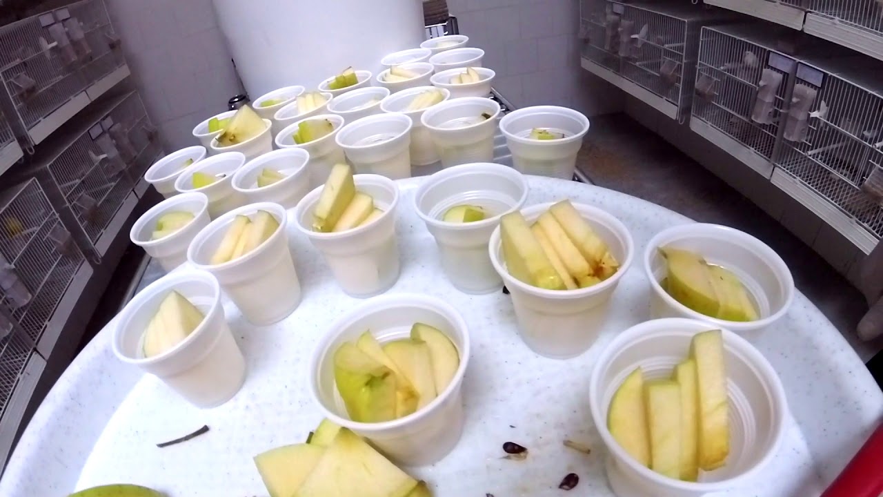 Alimentazione Pulli: Frutta e Verdura - Giuseppe Albergo