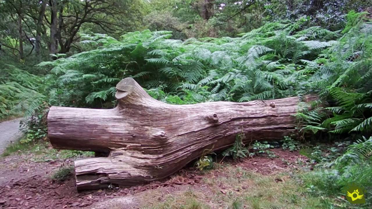 Bosque de Orgi | Rutas de senderismo en Navarra