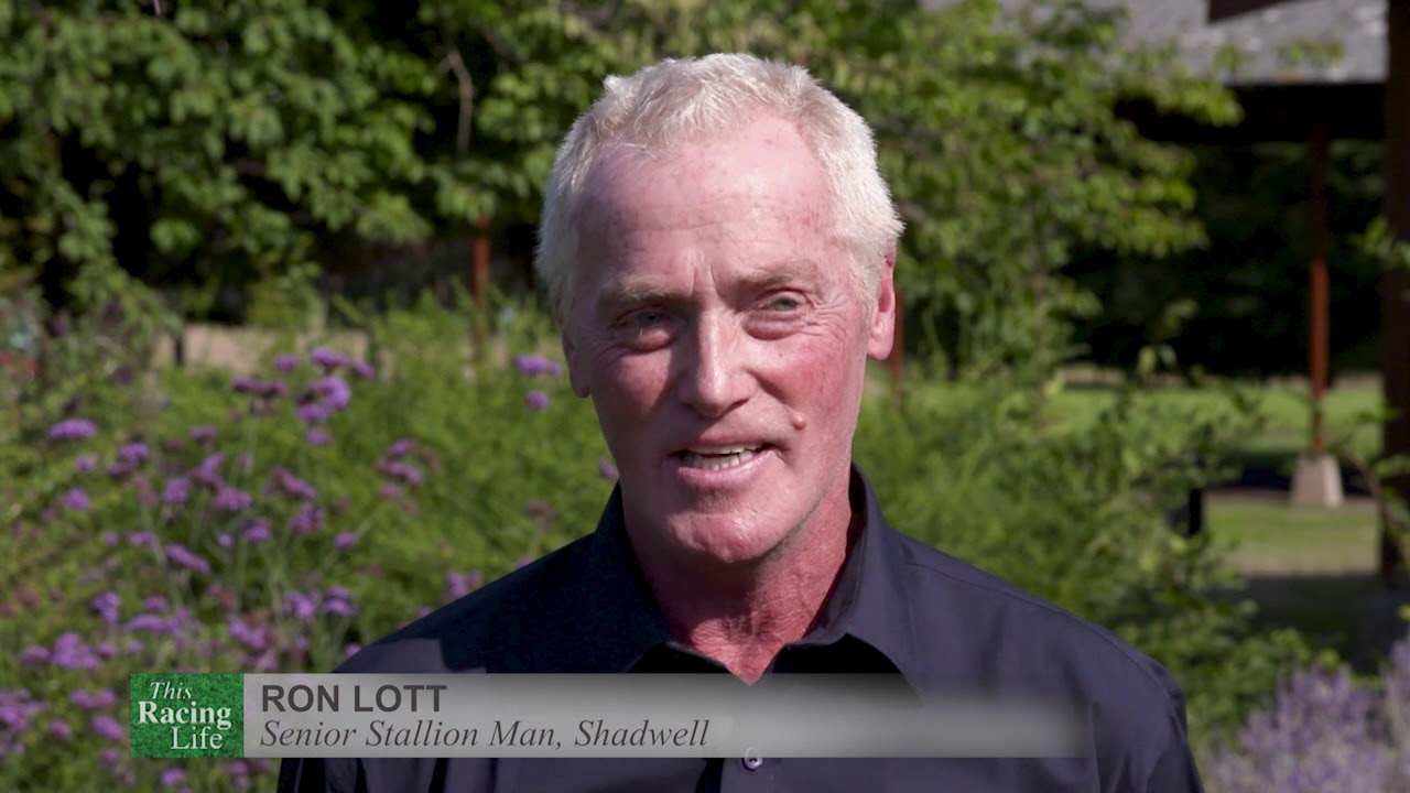 Muhaarar - Champion Sprinter at Stud - Racing TV