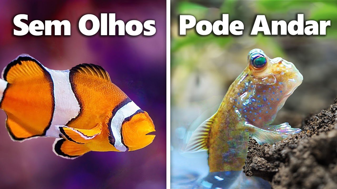 Adotei os 7 Peixes de Estimação Mais Estranhos...