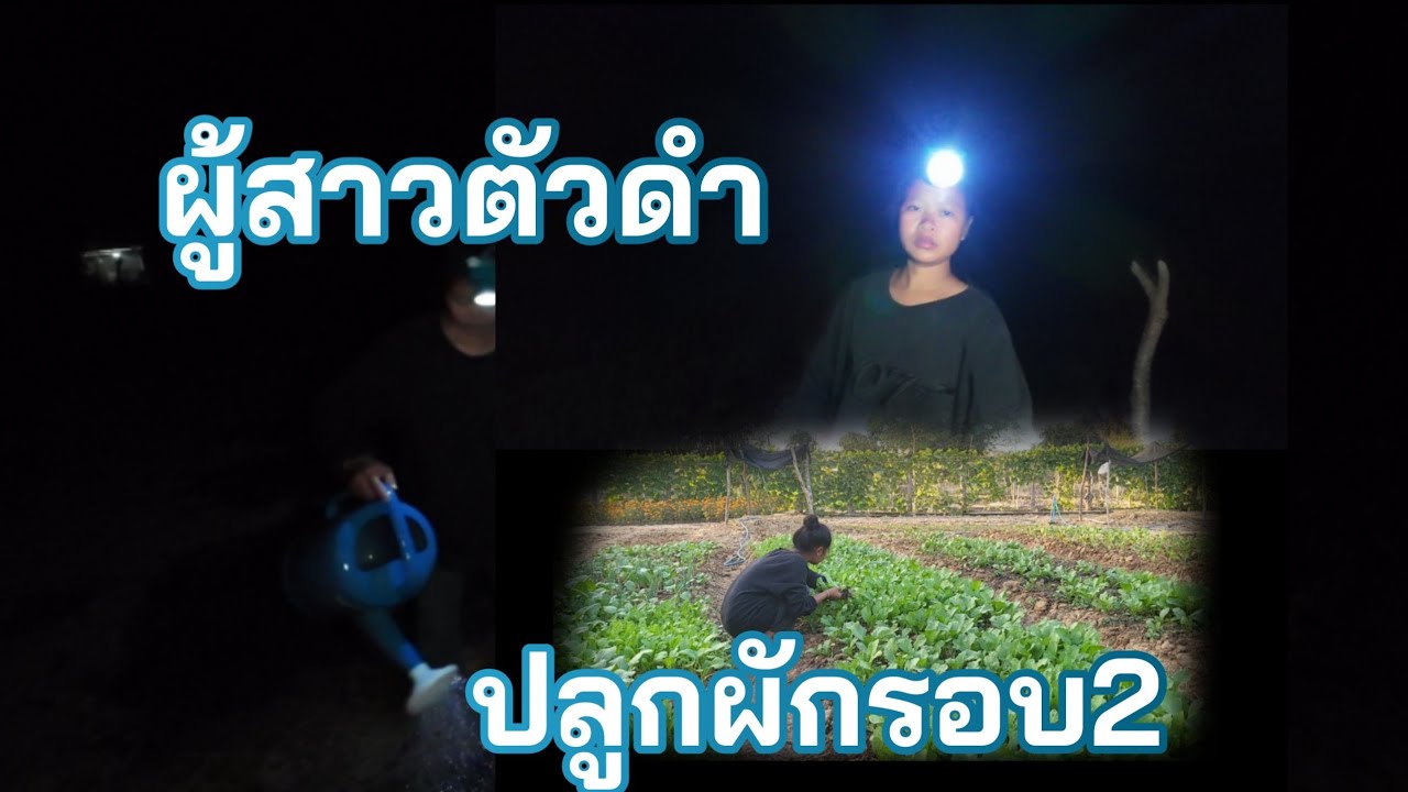 Ep2ปลูกผักตอนกลางคืนอากาศหนาวมาก🥶