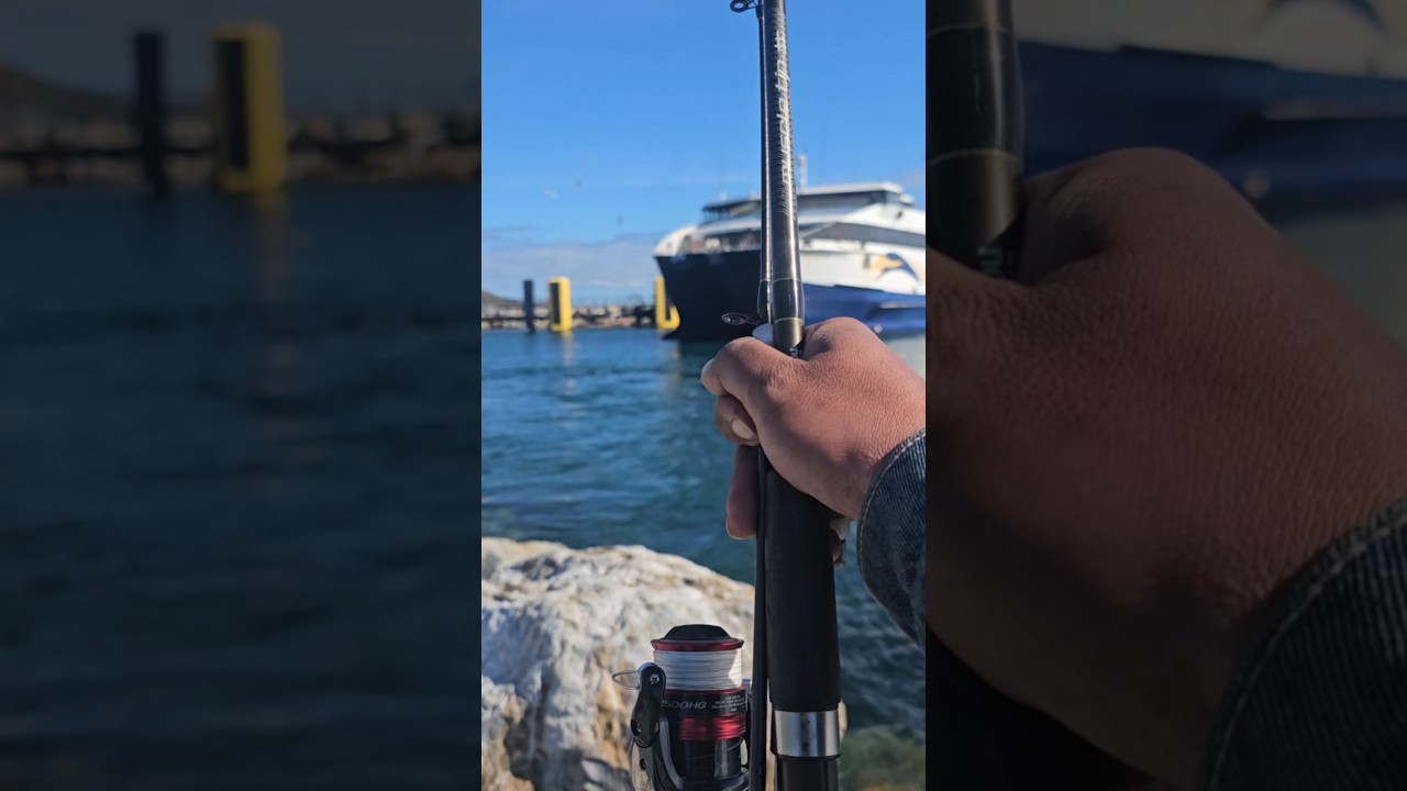 Salmon Fishing Cape Jervis South Australia 2025 #youtubeshorts
