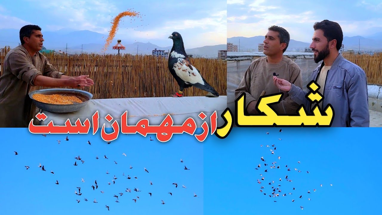 شکار از مهمان است/ شوق با شاپور جان/کفتربازی جالب و دیدنی، تلاش به هدف شکار حریف