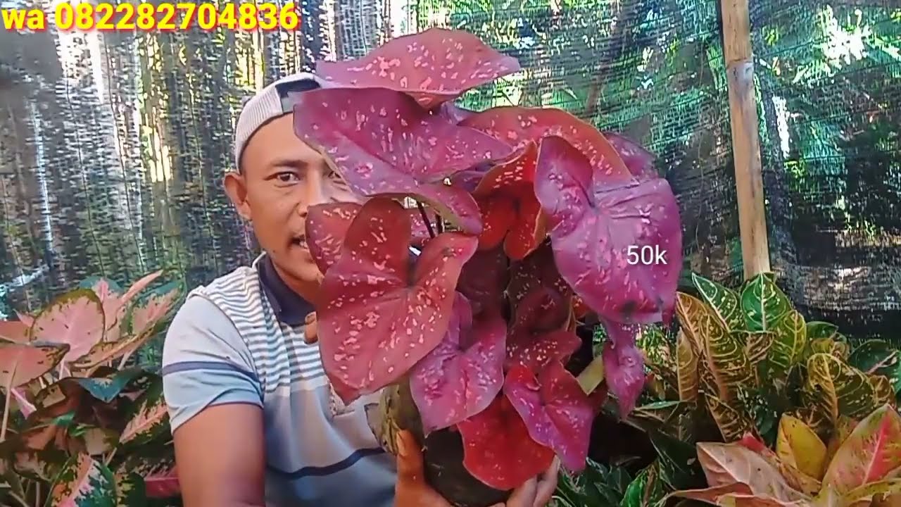 Waaaaw.. Aglonema caladium cantik termurah stok terbatas...! 