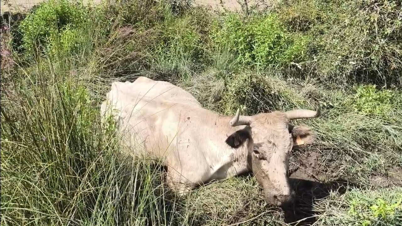 Rescatando una vaca en el barro