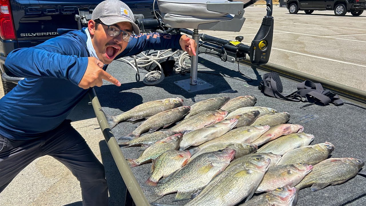 Catching WHITE BASS at Lake Nacimiento