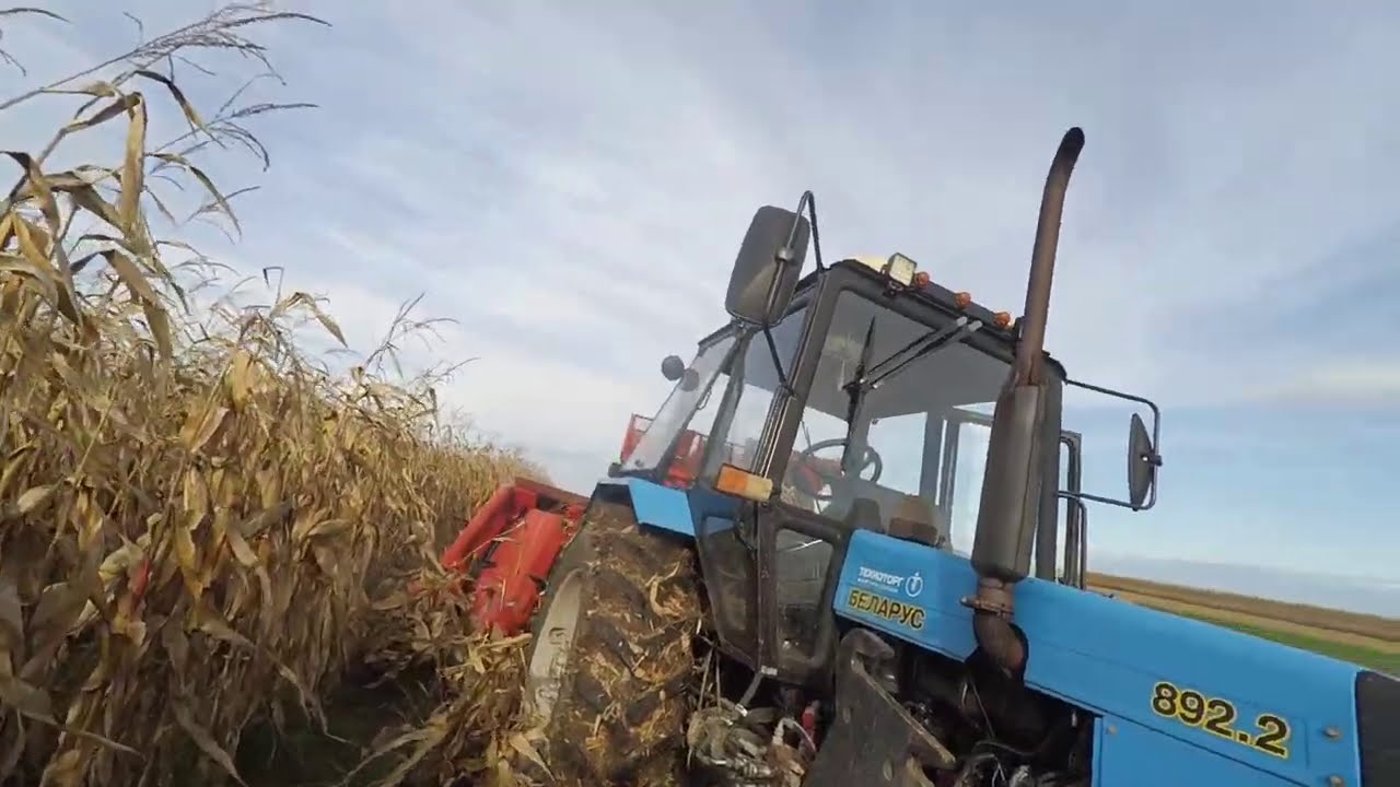 мтз 892 2 кукурузяний комбайн sip tornado 80  в роботі