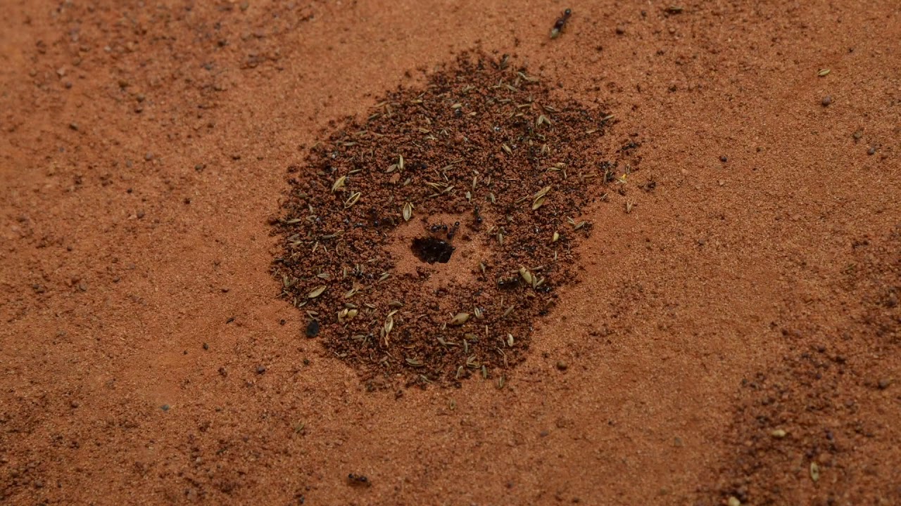 Geometrical Pattern of Silt Deposition by Harvester Ants