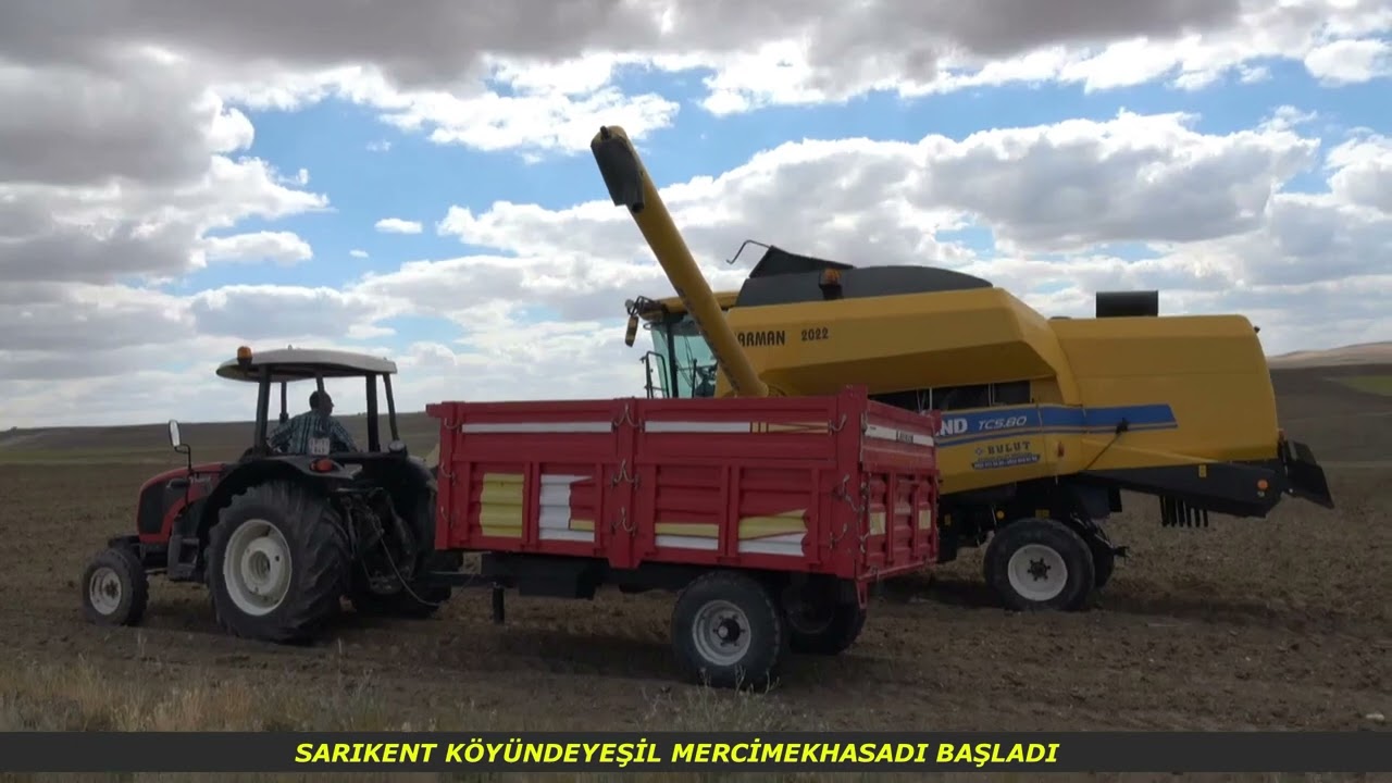 SARİKENT KÖYÜ'NDE YEŞİL MERCİMEK HASADI BAŞLADI #YEŞİLMERCİMEK #BAYRAMARIKAN