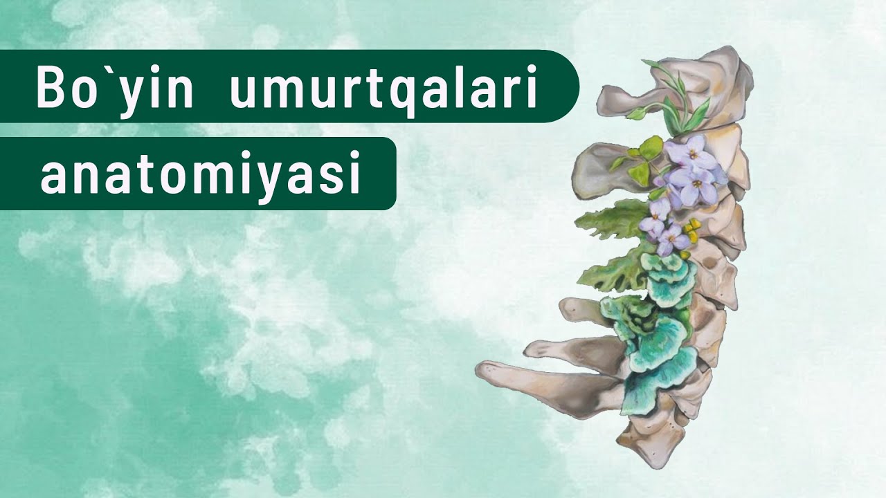 BO`YIN UMURTQALARI ANATOMIYASI - VERTEBRAE CERVICALIS