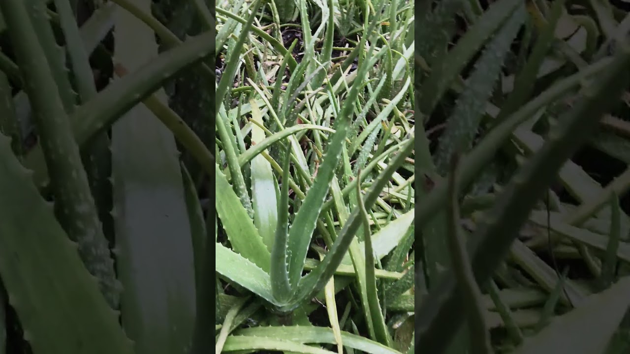 Aloevera garden at my place