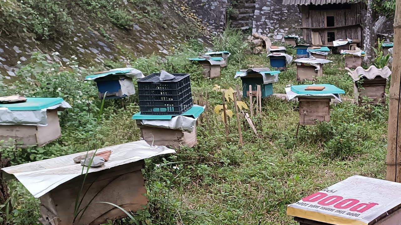 Để vườn ong các tổ ong phát triển đồng đều