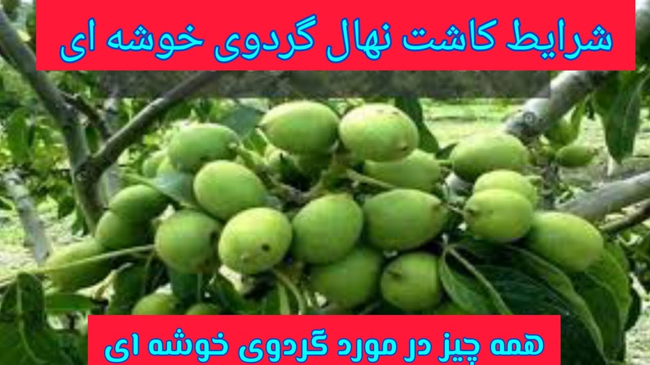 درخت گردوی خوشه ای و شرایط کاشت این رقم گردو، توضیحات کامل