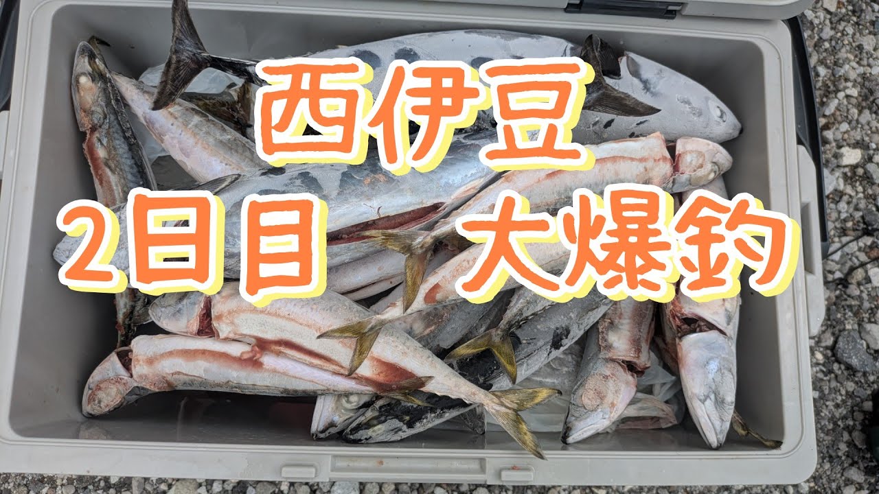 西伊豆　2日目　大爆釣　2025年9月