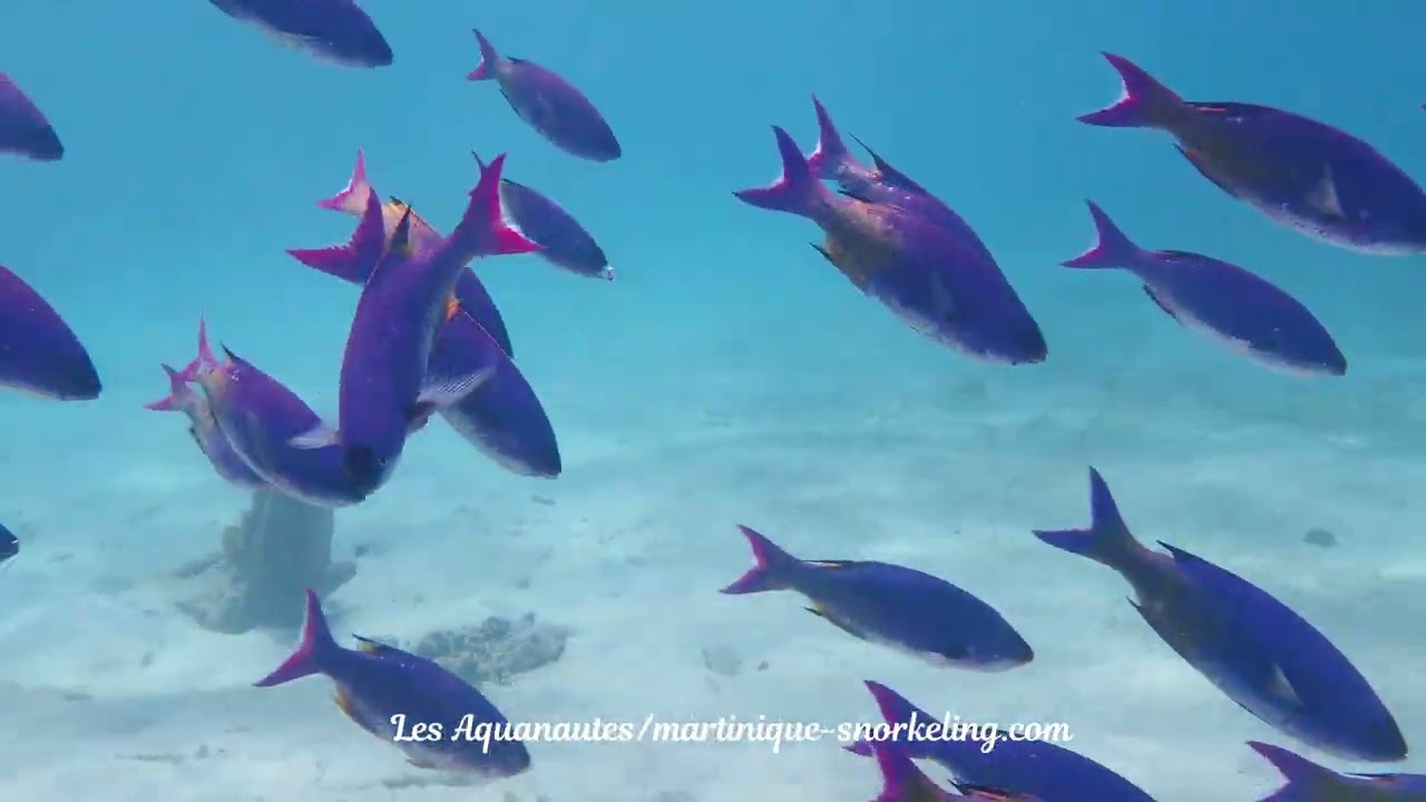 Sortie du 13 mars 2026 Les Aquanautes - Martinique Snorkeling