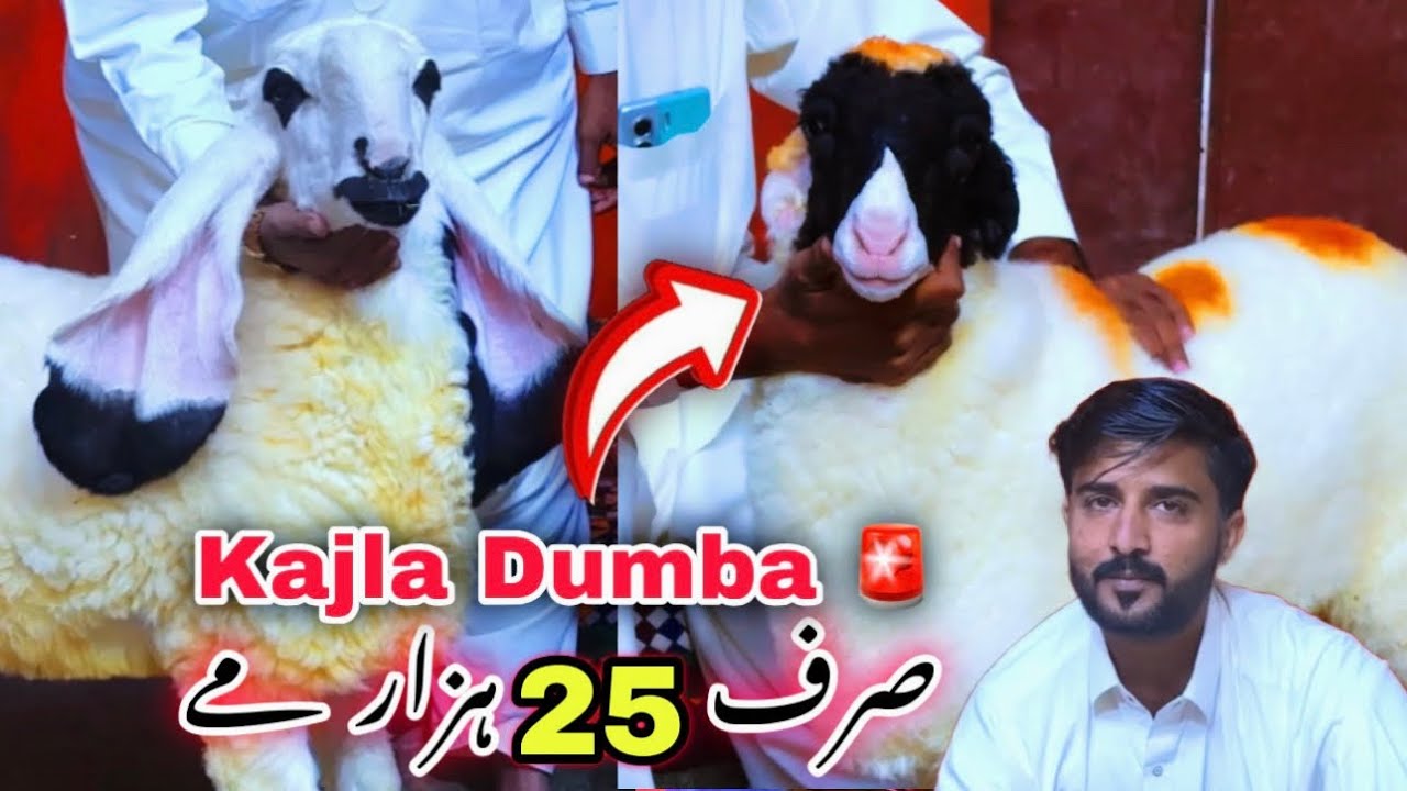 Karachi ko Sasti Dumba Bakra Mandi 2026 🚨| Rashid Goat Farm Top Quality Kajla Dumba | Goat Farming 