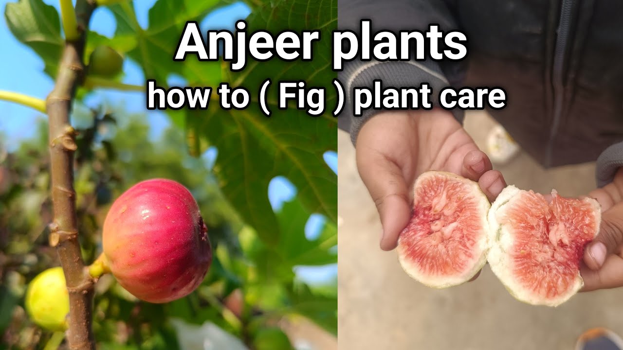How to fig plants care गमले में लगे अंजीर बड़े आसानी से