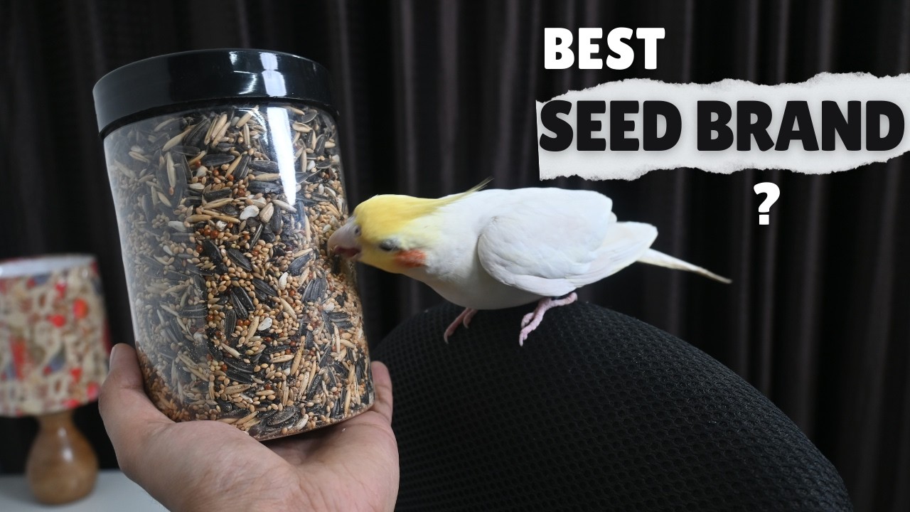 Which Brand Seed I Give My Birds