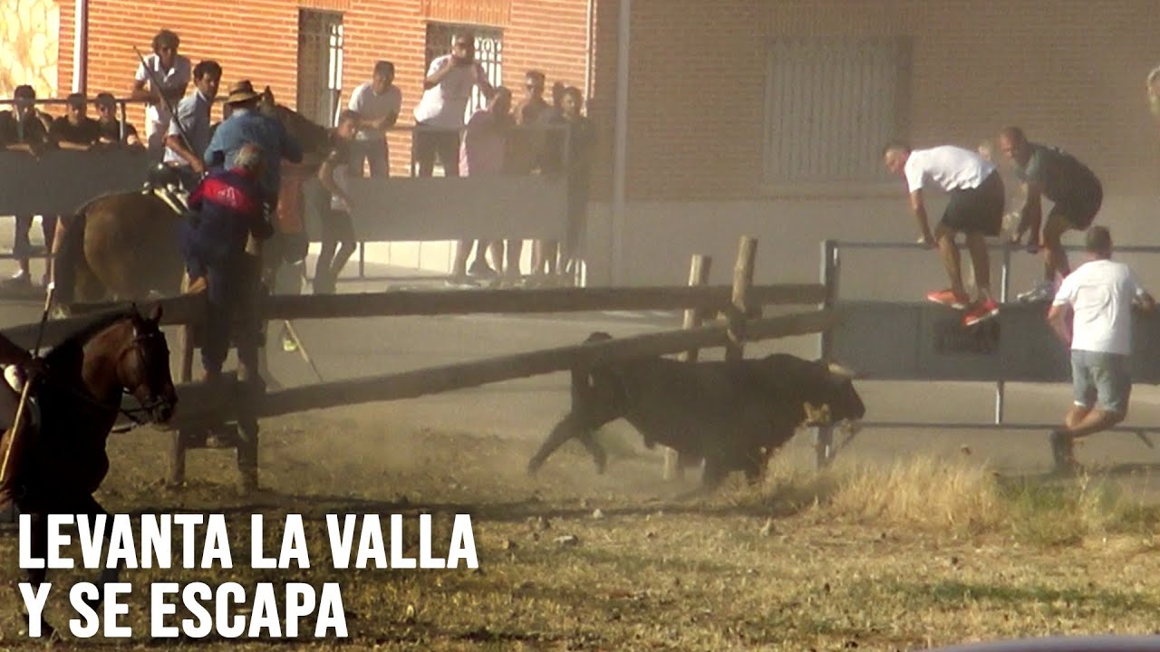 El Toro Bravo que se ESCAPA en el Encierro de NAVA DEL REY 2022