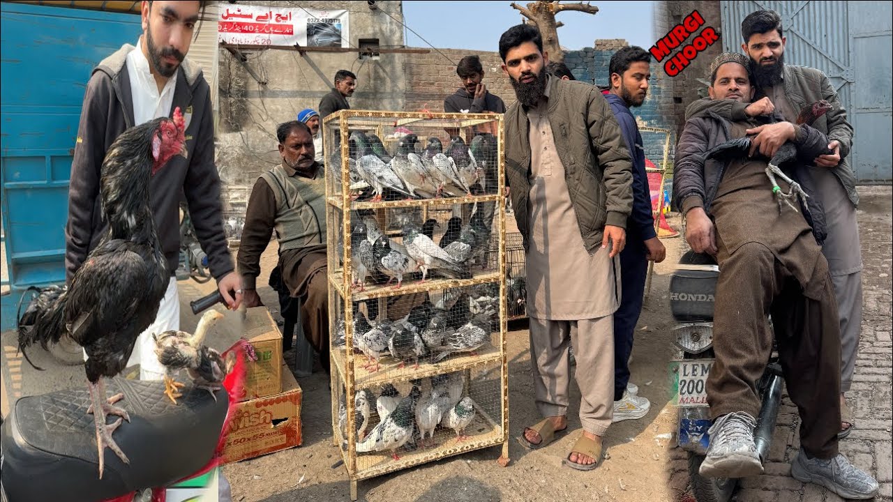 Mandi sa pura pigeon cage khareed lia || Murgi chor pkra gya 😡