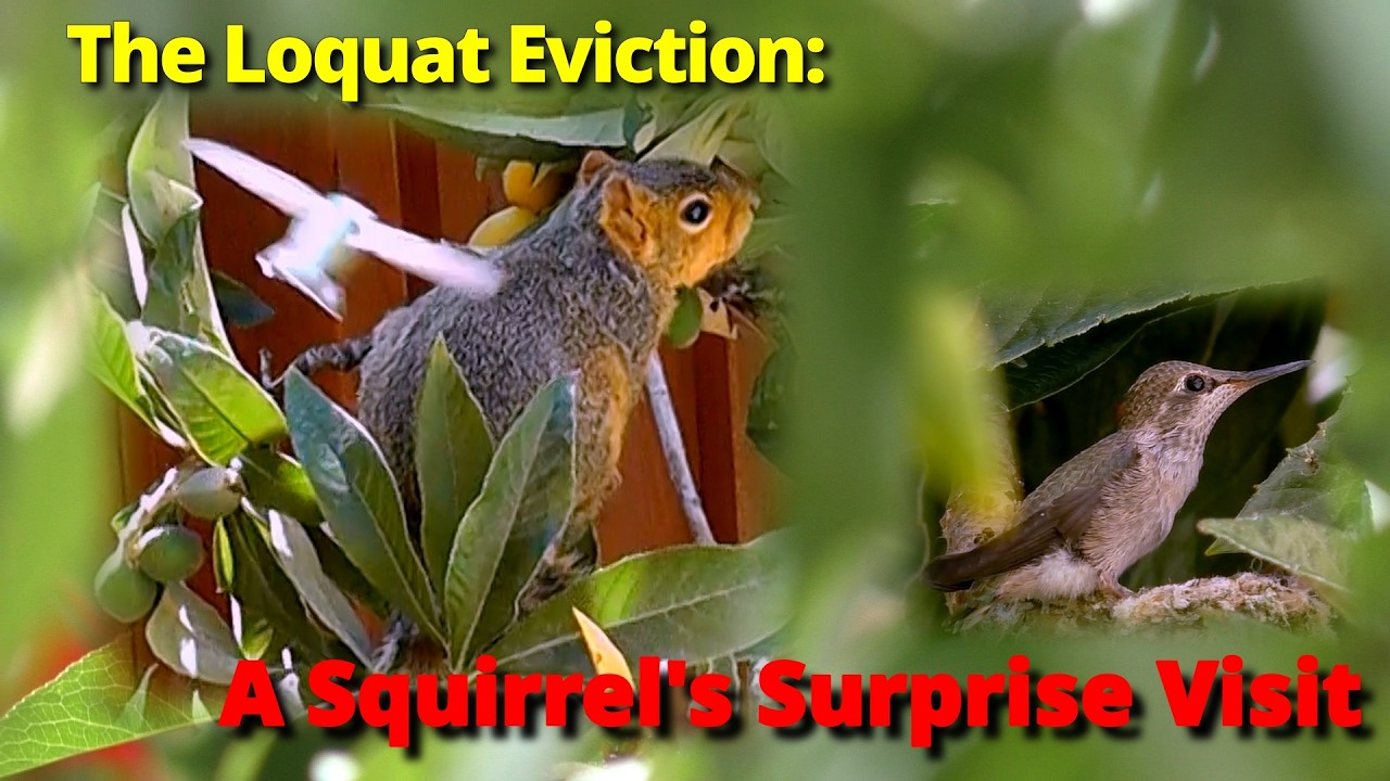 Day2 of 1st Fledge | Fights with Squirrel | 2nd Fledge Forced Out the Nest | Episode 12