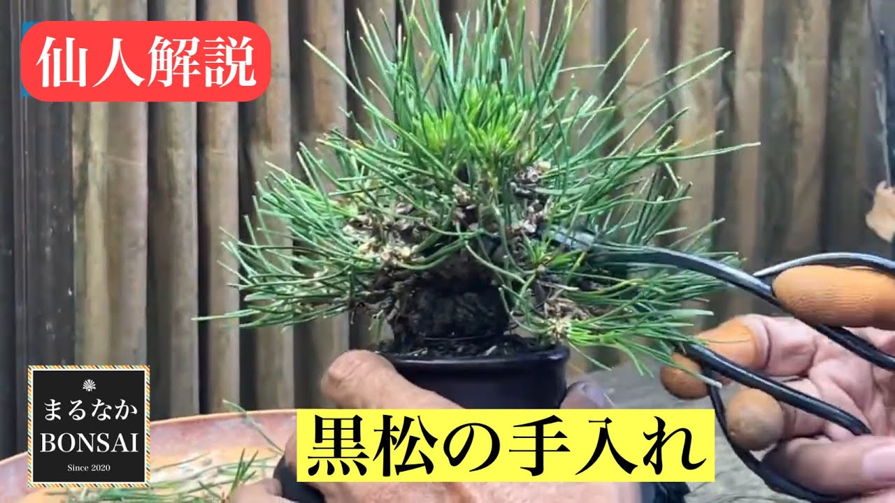 #425 仙人解説、黒松の手入れ　　【ミニ盆栽】