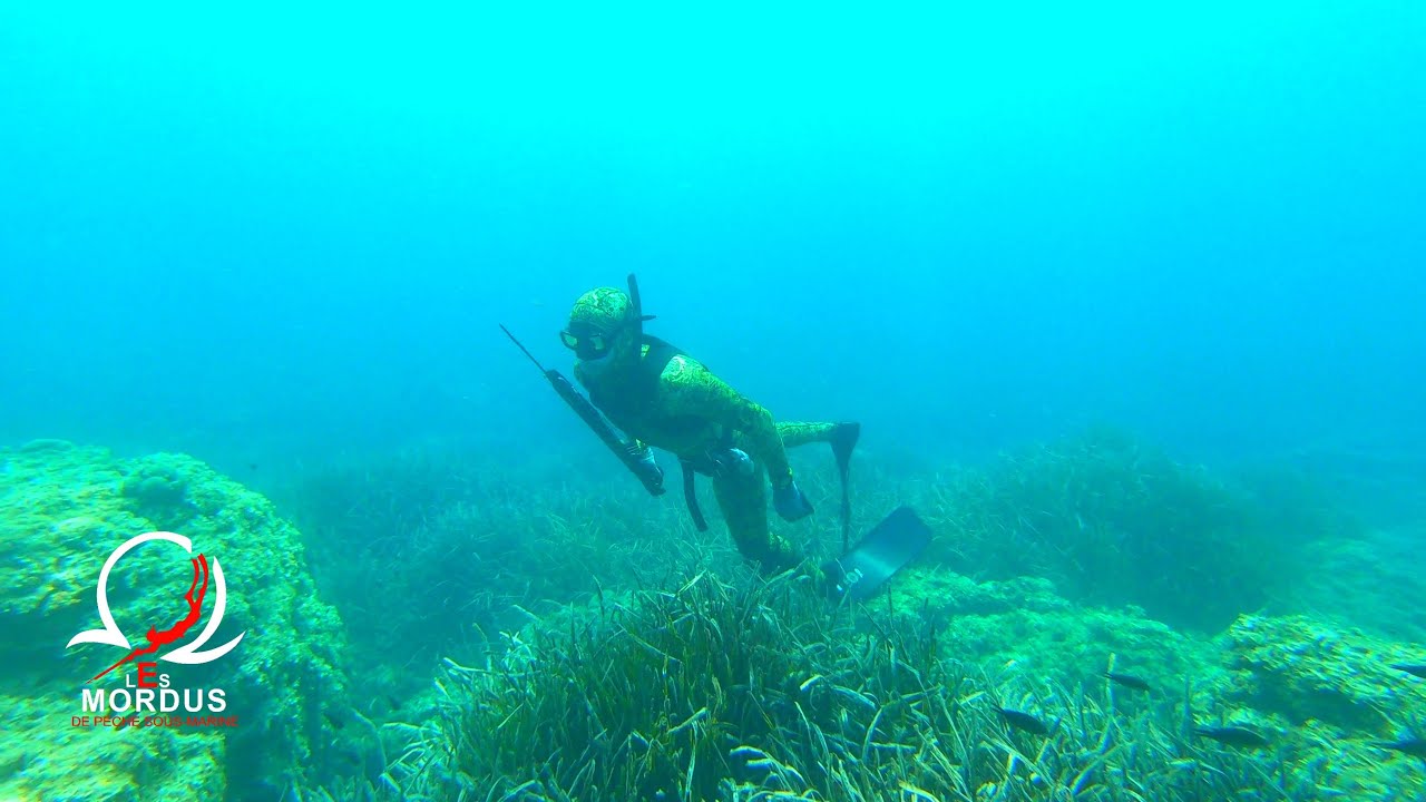 Chasse sous-marine Île Bendor/Île Rousse (Var) Baptiste,Fabien,Laurent et Youssef les 22 et 24 août.