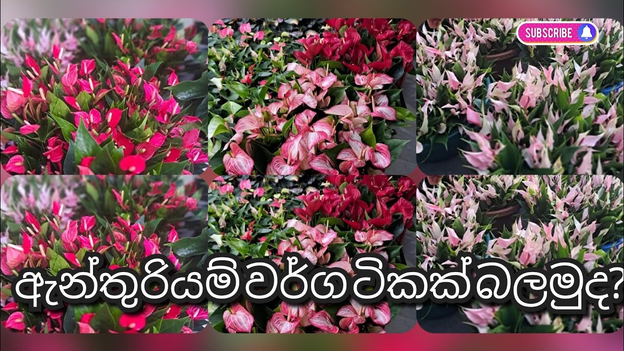 එන්න අපි ඇන්තුරියම් ටිකක් බලන්න රවුමක් යමු.ඔයාට අවශ්‍ය ඒවා තියනව නම් කතා කරන්න.0764090776☎️
