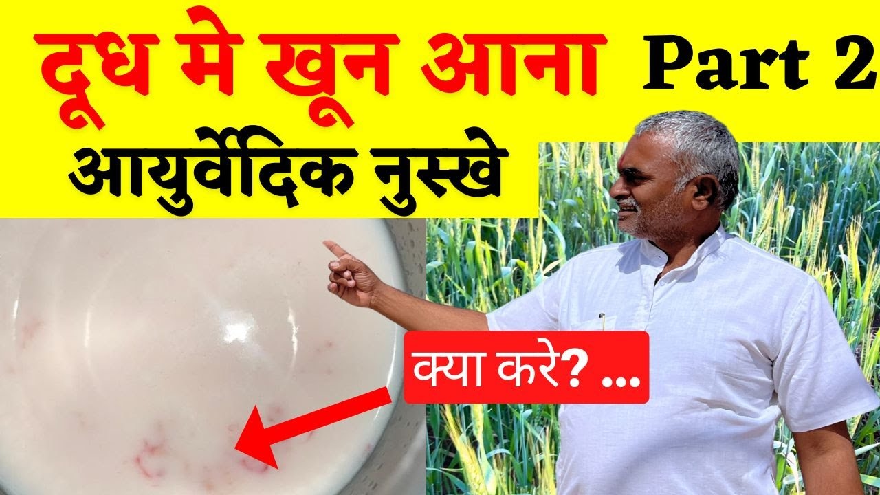 How to treat blood in cow's milk? ? Ayurvedic Solution! part 2