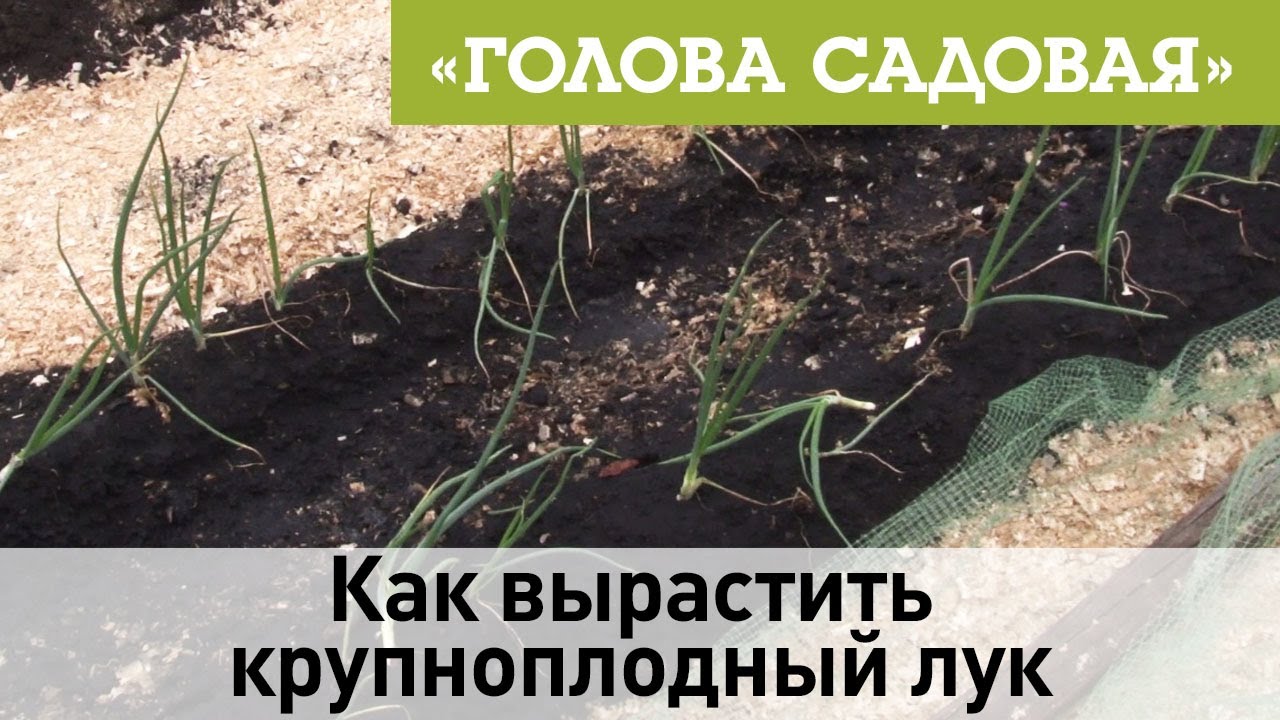 Голова садовая - Как вырастить крупноплодный лук