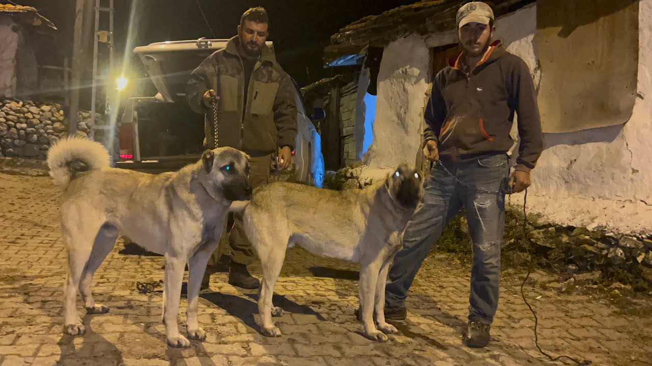 KURT 🐺 İLE SAVAŞMIŞ KOYUN AŞIĞI İKİ KARDEŞİ SATIN ALDIK 05545157708