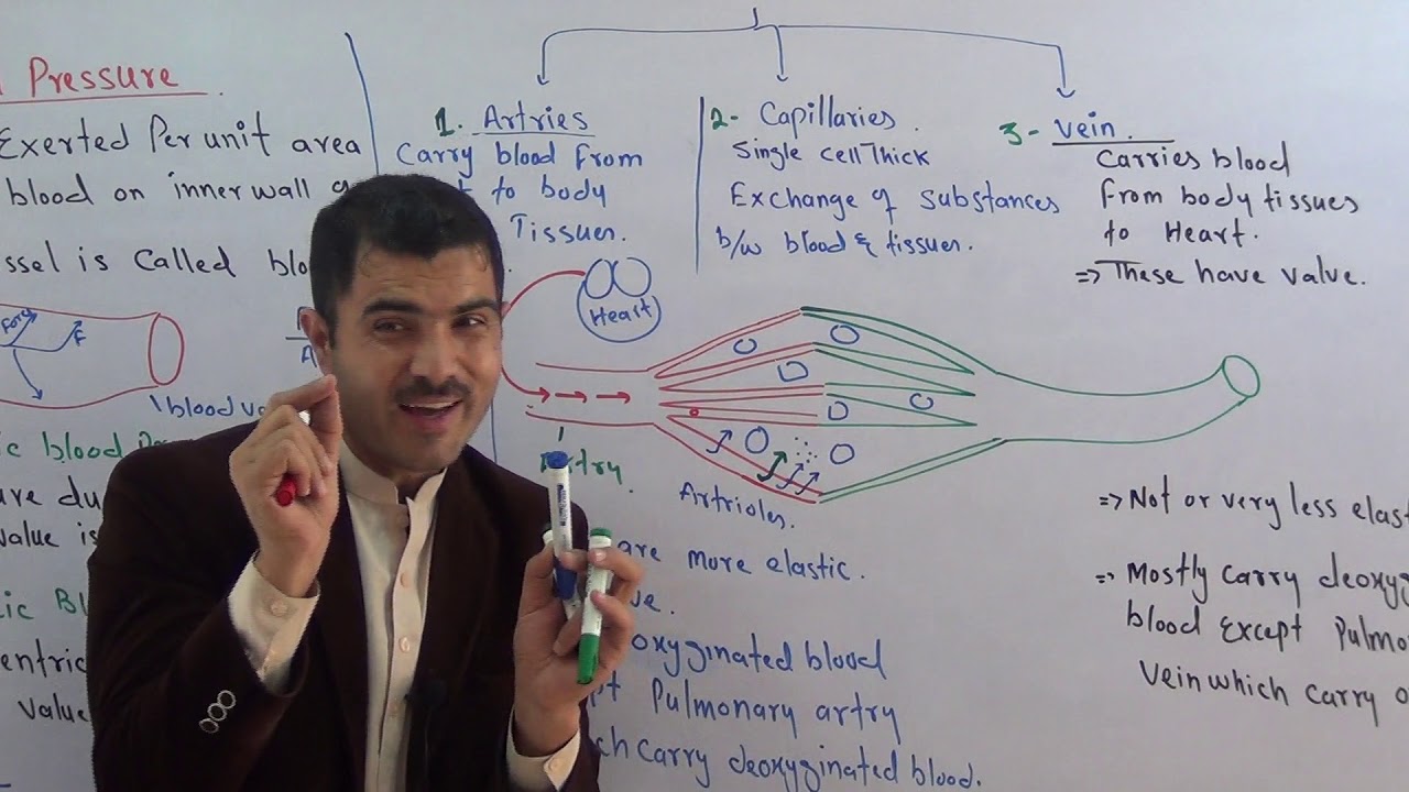 L-14 Blood vessels, comparison of arteries, veins and capillaries