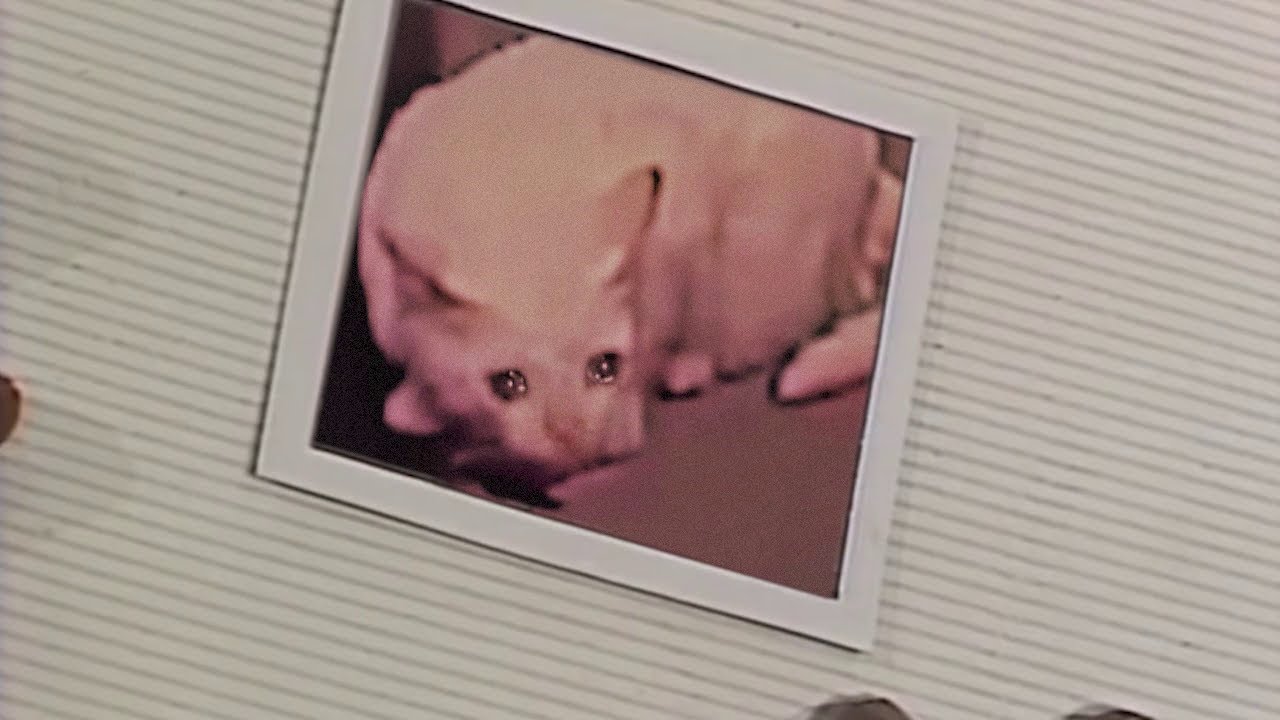 Satanás, o gatinho triste da Bruxa do 71