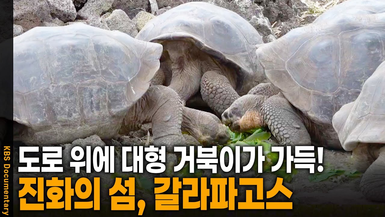 온갖 신기한 동물들이 가득! 진화의 섬 갈라파고스 갔더니 | KBS 20240907 방송