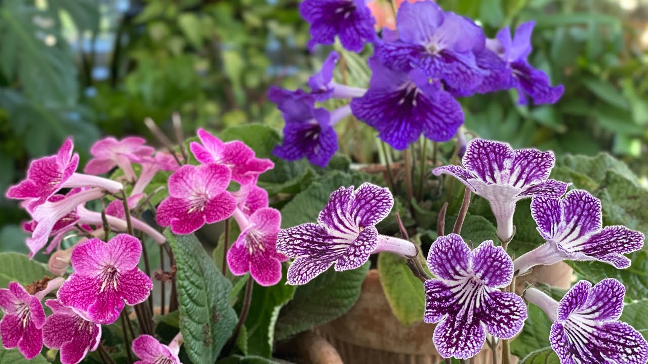 🌼 More Garden Updates - Planting Streptocarpus - Caladiums - Magnolia and Forsythia blooming 🌼