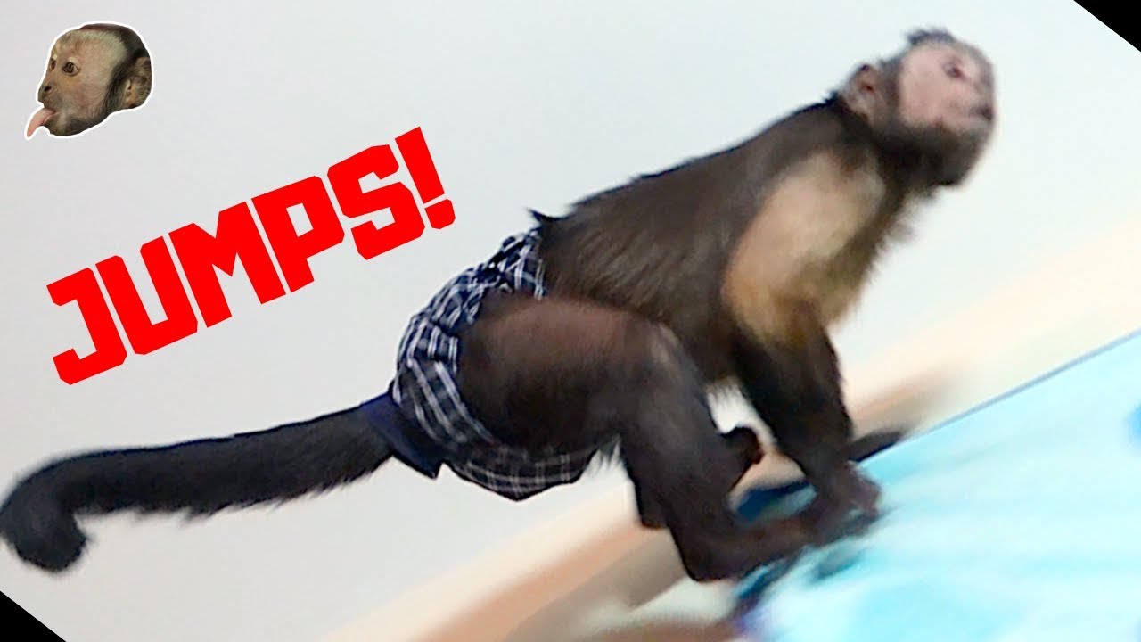 Monkey Playroom Friday FUN! (WALL JUMPS?!)