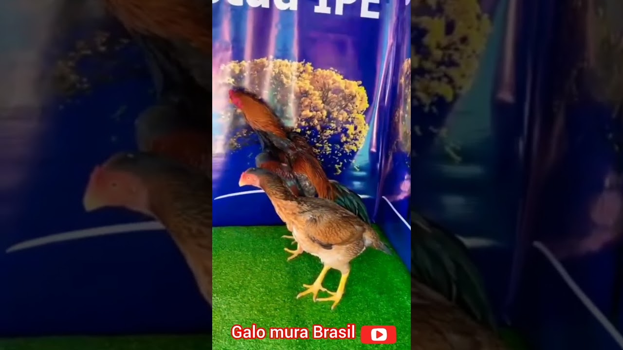 ALGUNS DOS MAIORES REPRODUTORES DO GALISMO BRASILEIRO  #pisca  #veppo  #galismo  #galoscombatentes